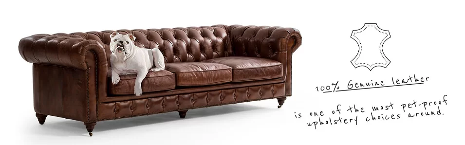 White bulldog lying on brown leather chesterfield style couch on white background